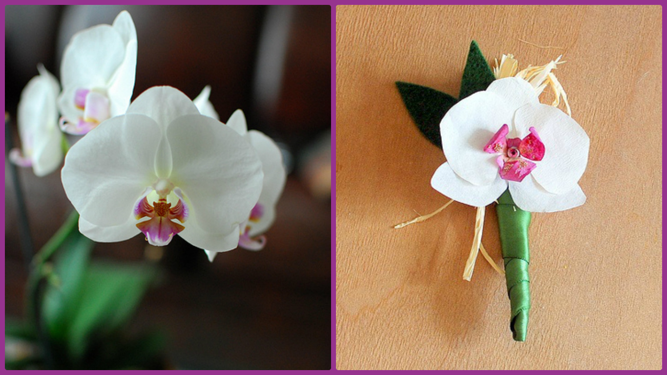 Орхидея из бумаги и живая орхидея